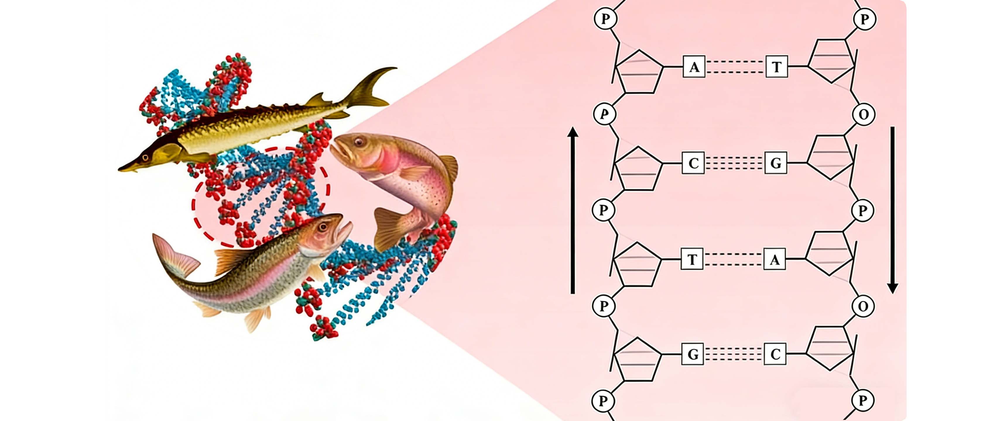 Schematic diagram of PDRN structure.jpg
