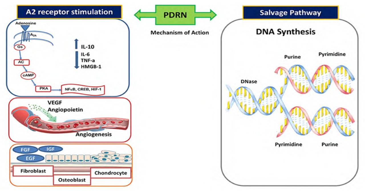 The mechanism of action of PDRN.jpg