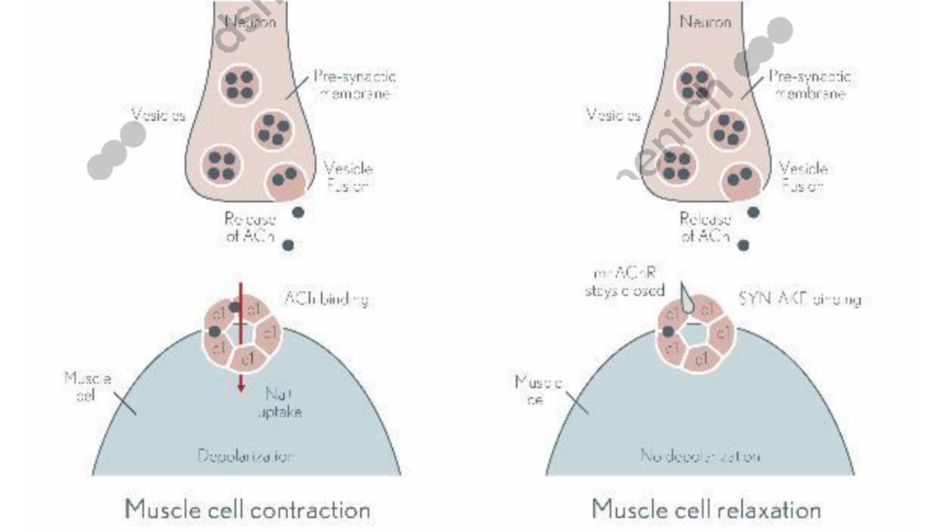SYN-AKE peptide1.jpg