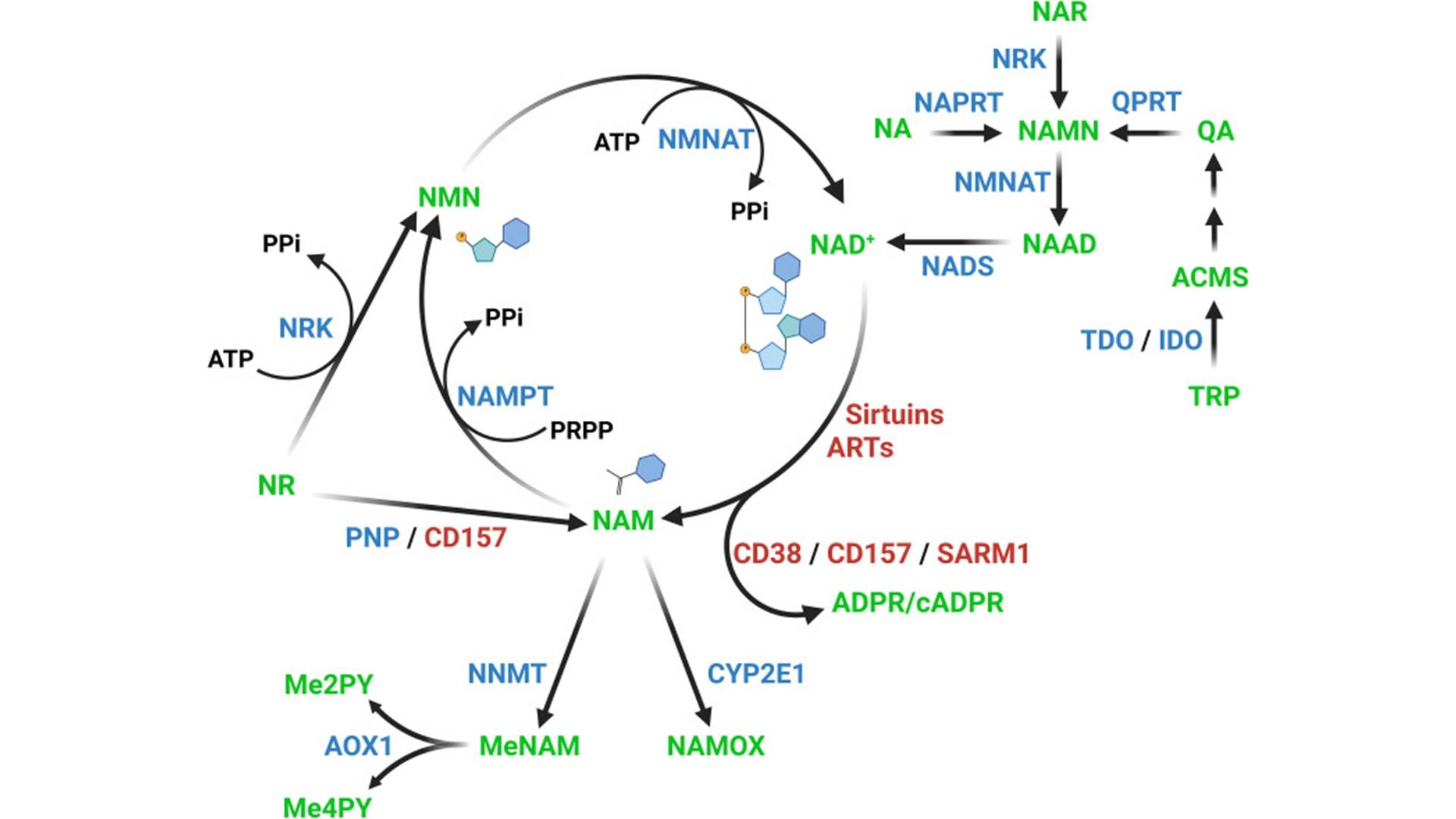 Nicotinamide Riboside1.jpg