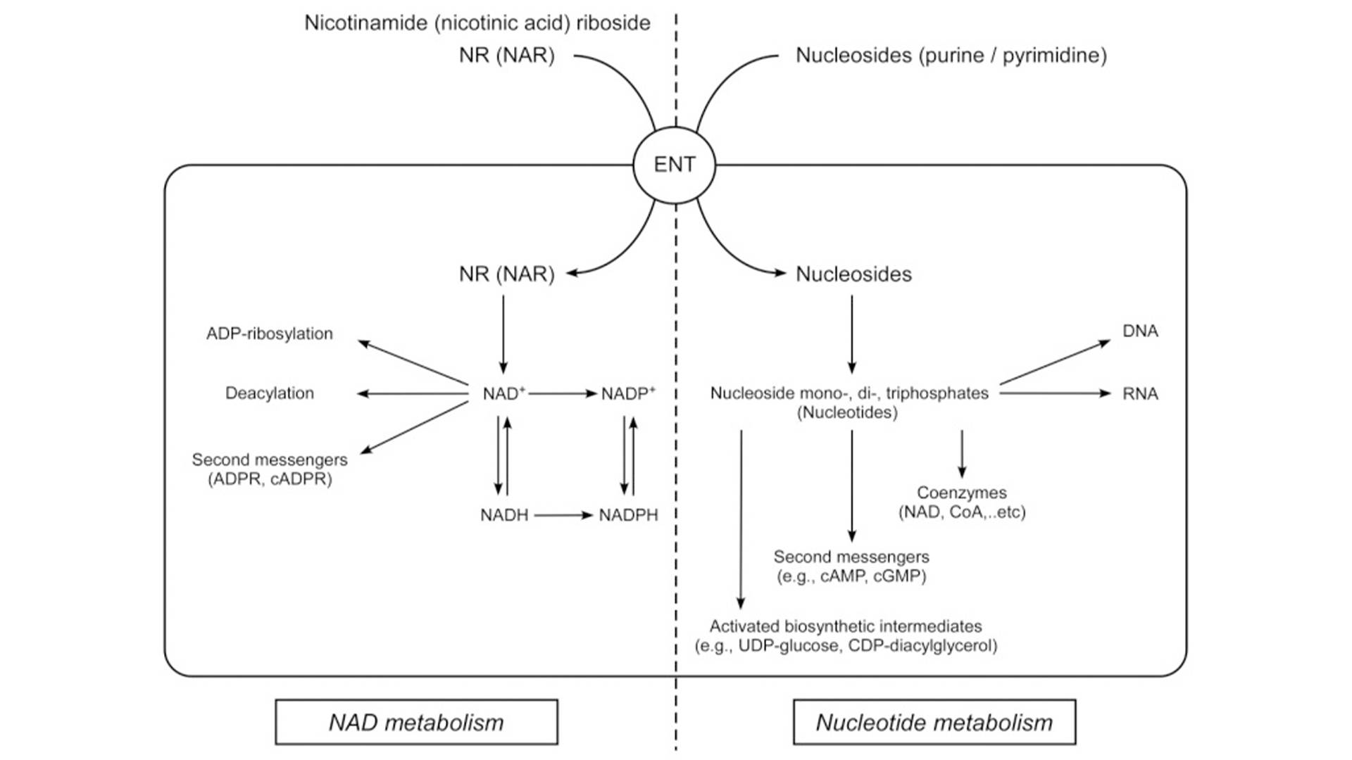 Nicotinamide Riboside4.jpg