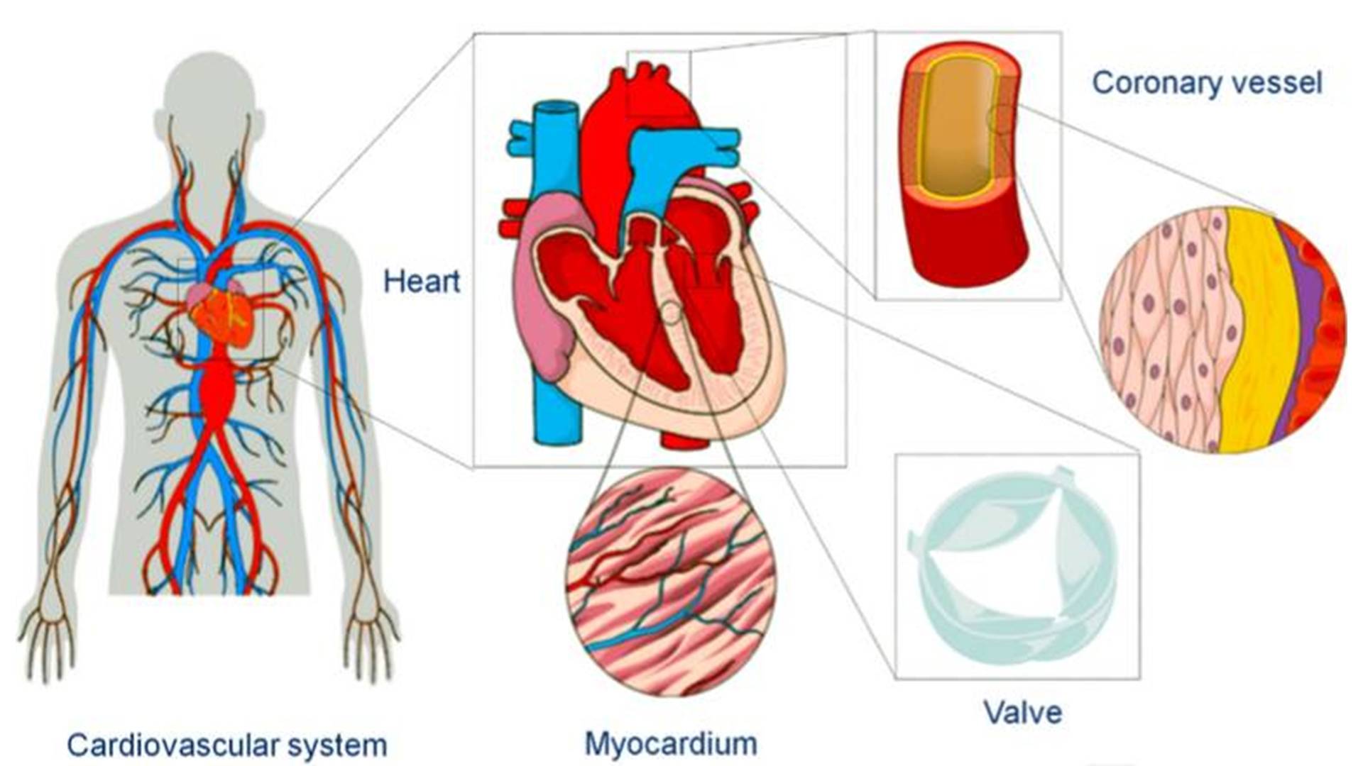 Nicotinamide Riboside5.jpg