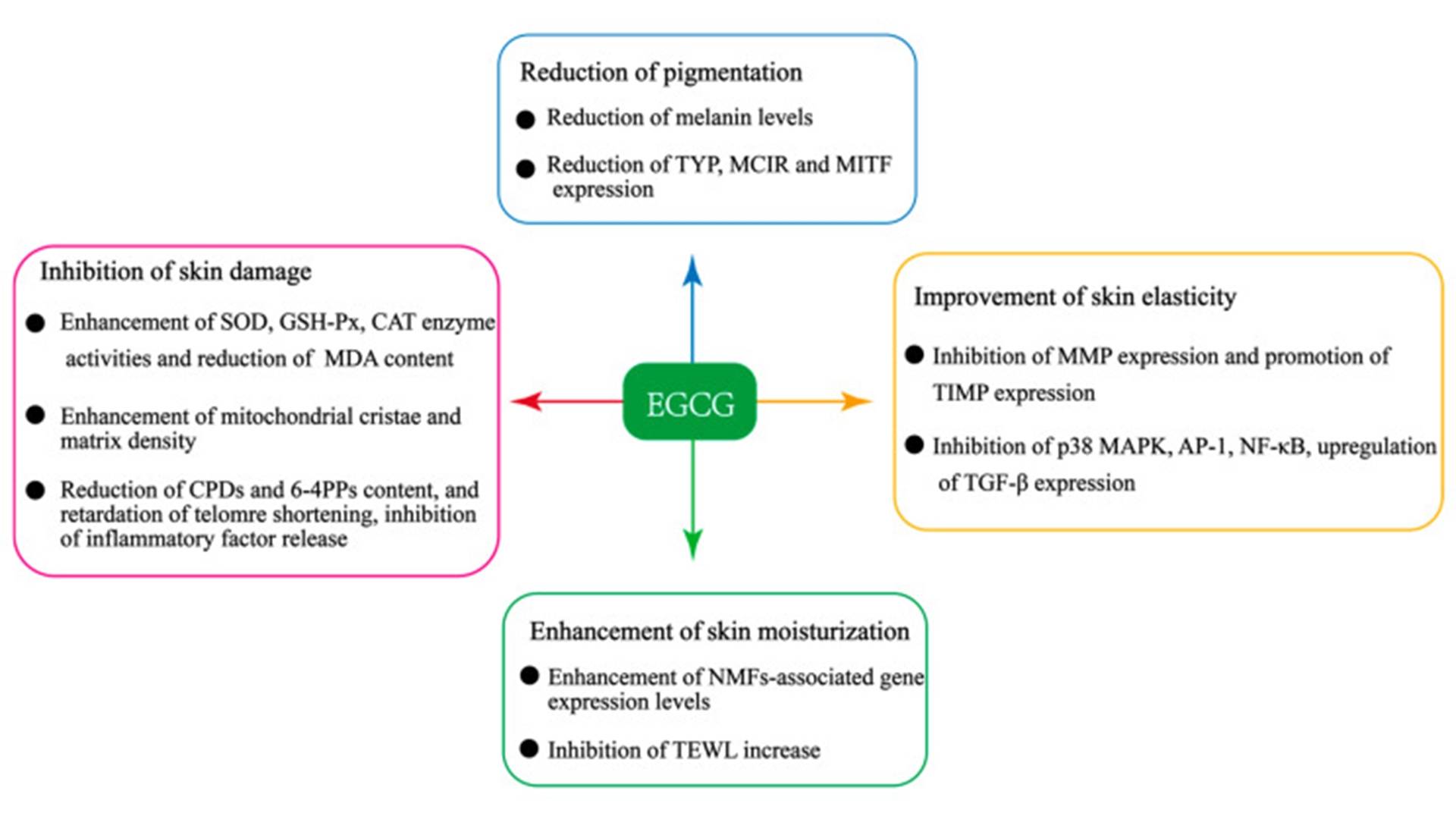 Epigallocatechin Gallate1.jpg