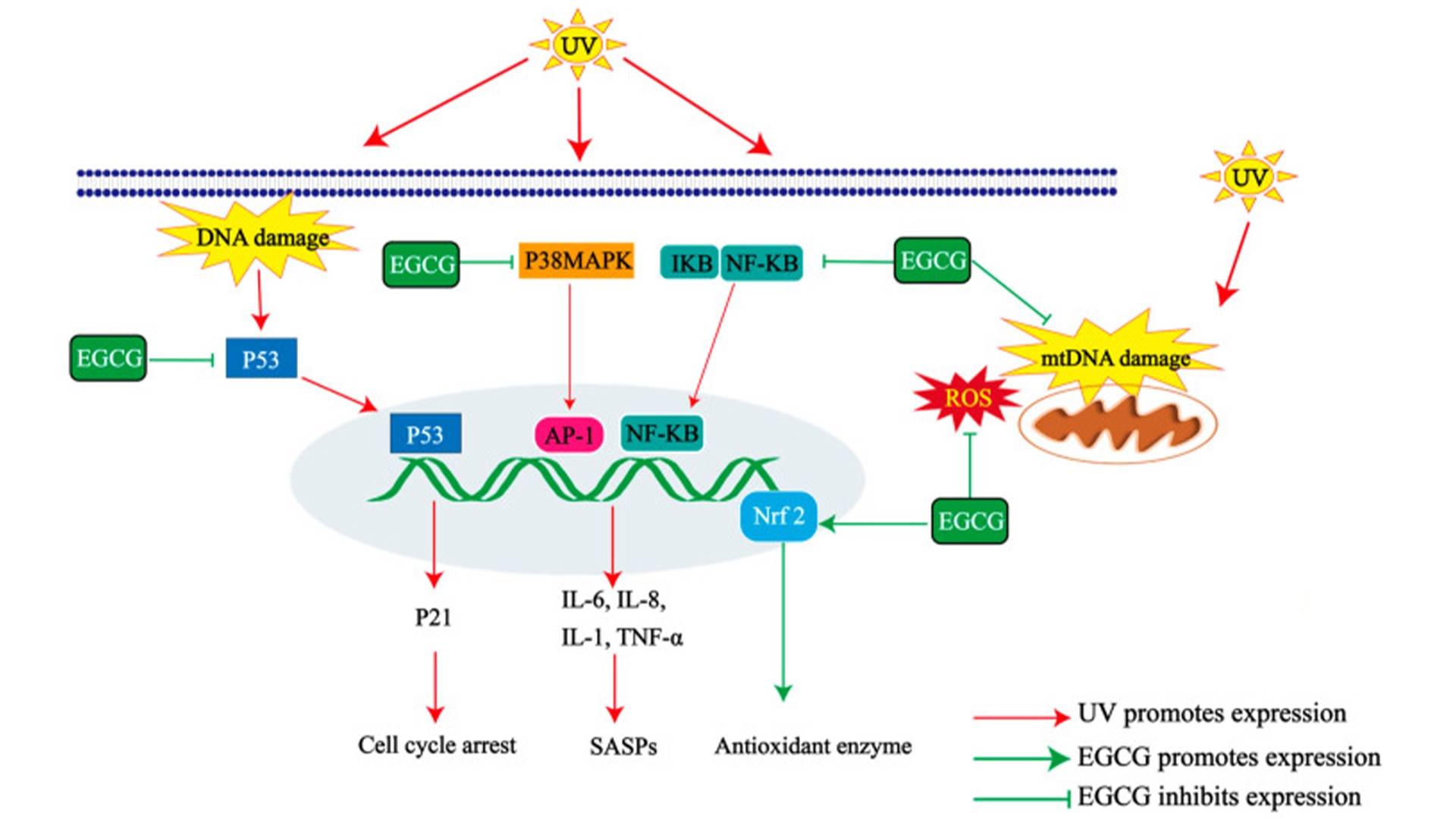 Epigallocatechin Gallate3.jpg