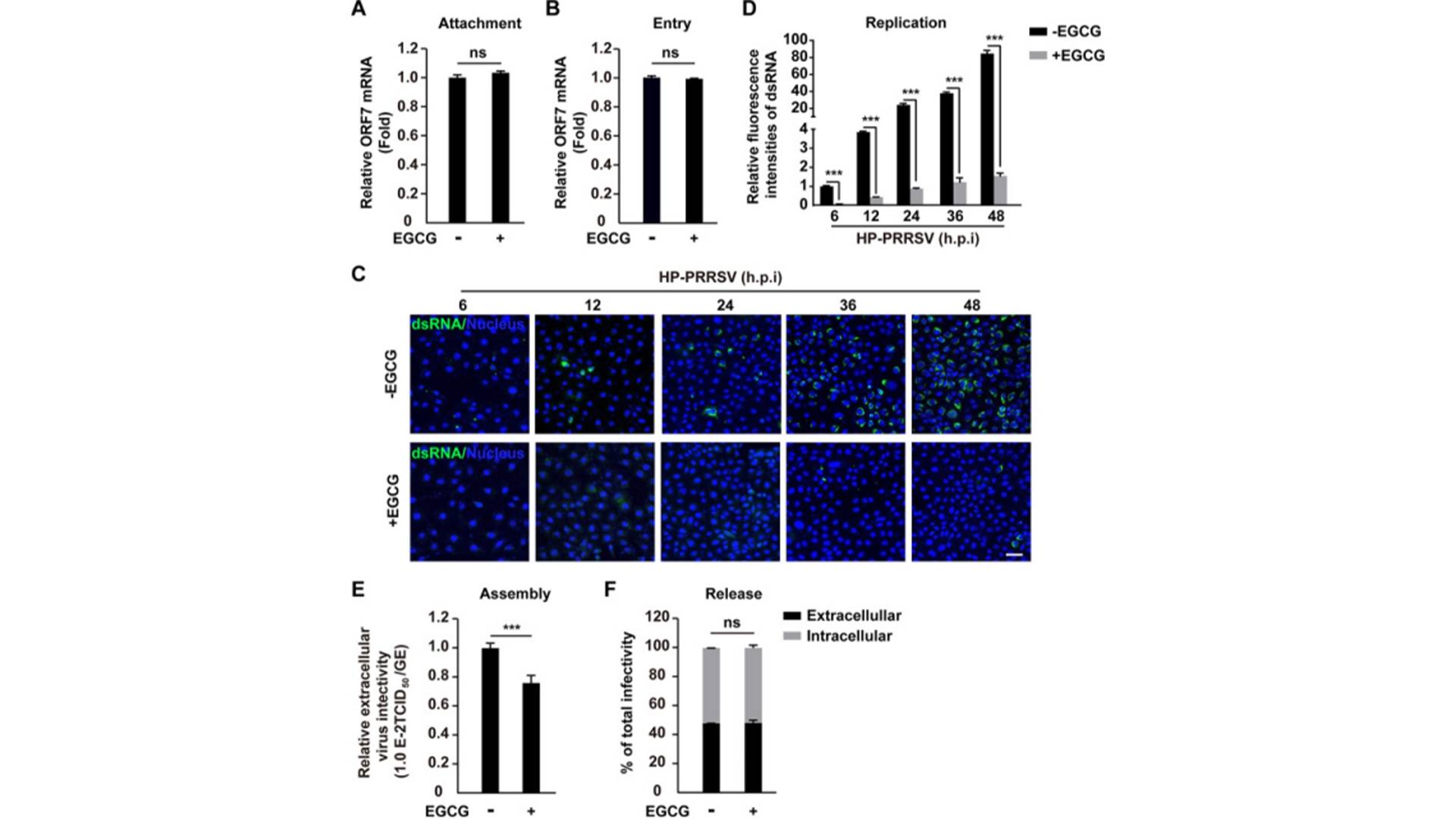 Epigallocatechin Gallate5.jpg