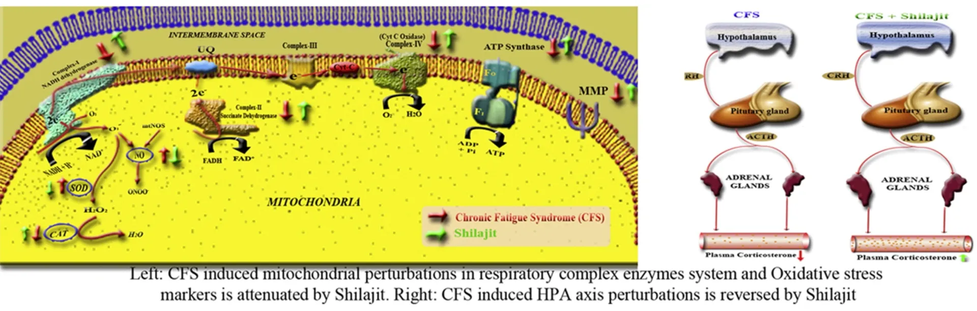 Shilajit Extract Fulvic Acid 10%-50%6.jpg