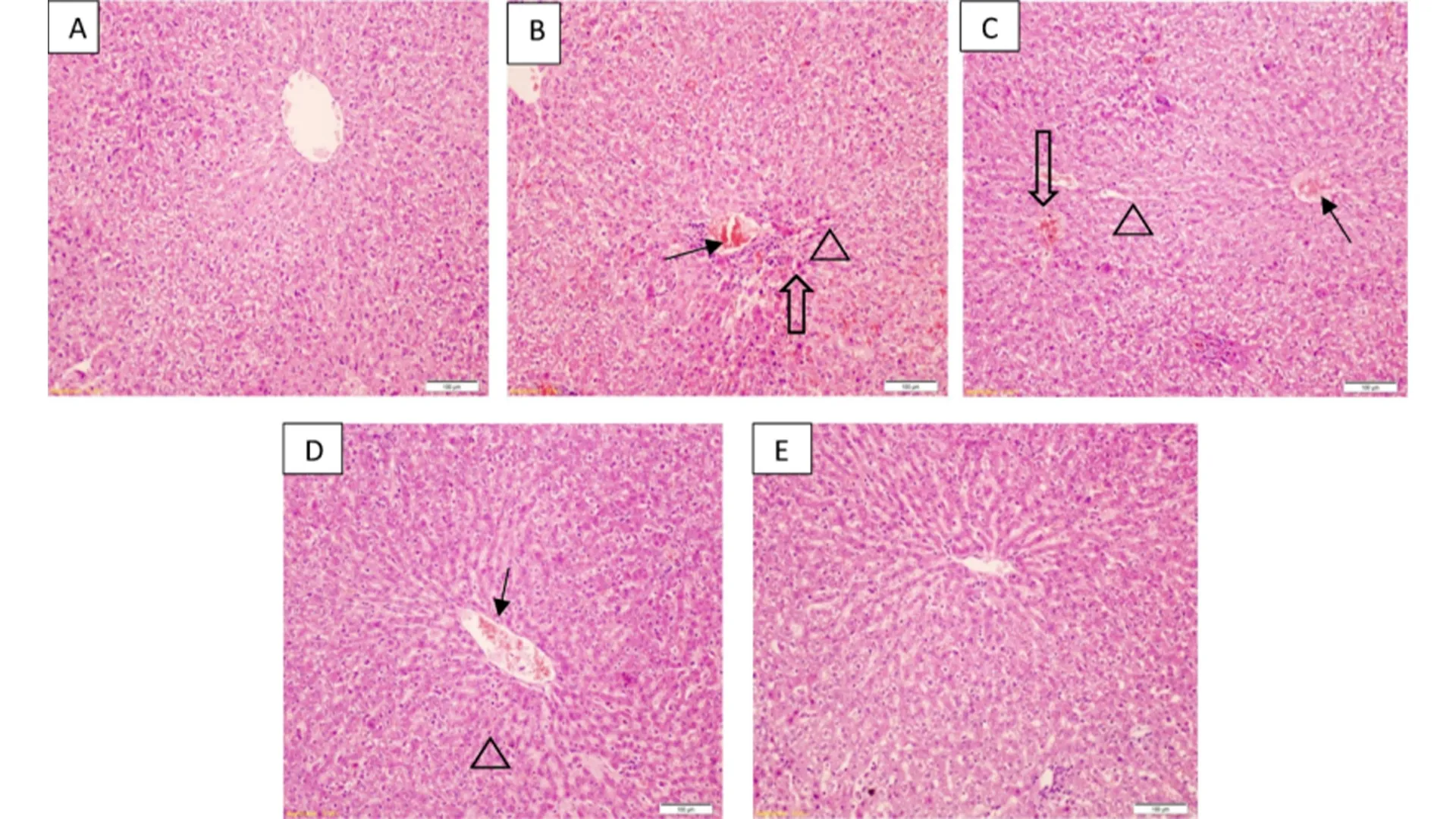 Shilajit Extract Fulvic Acid 10%-50%9.jpg