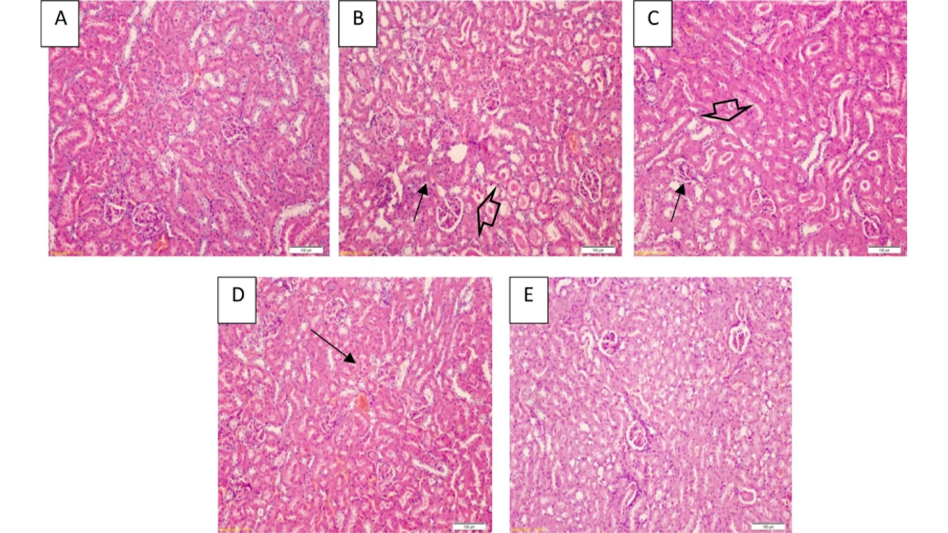 Shilajit Extract Fulvic Acid 10%-50%10.jpg