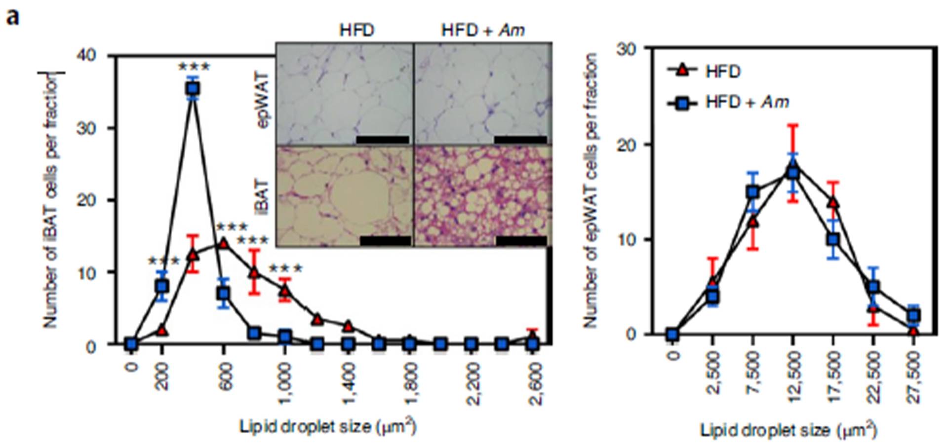 Akkermansia Muciniphila 200billion2.jpg