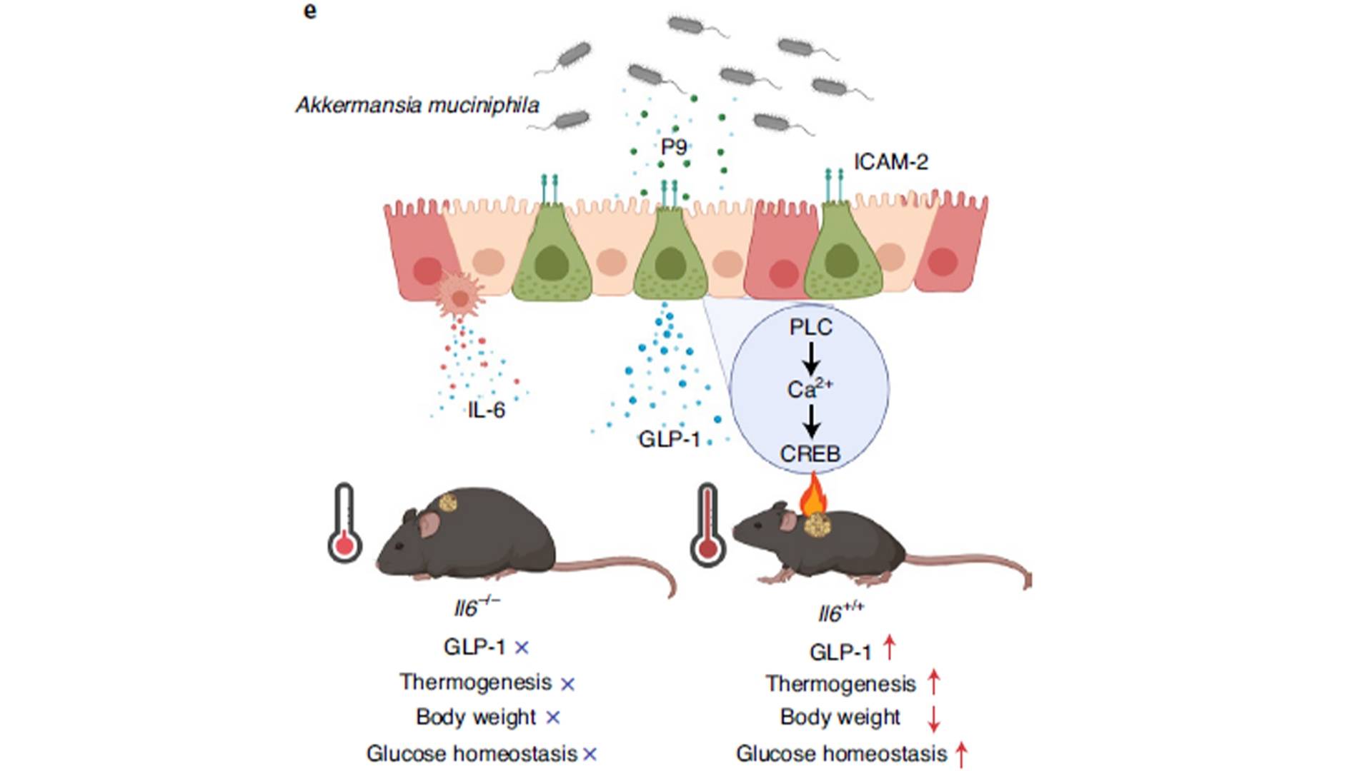 Akkermansia Muciniphila 200billion5.jpg