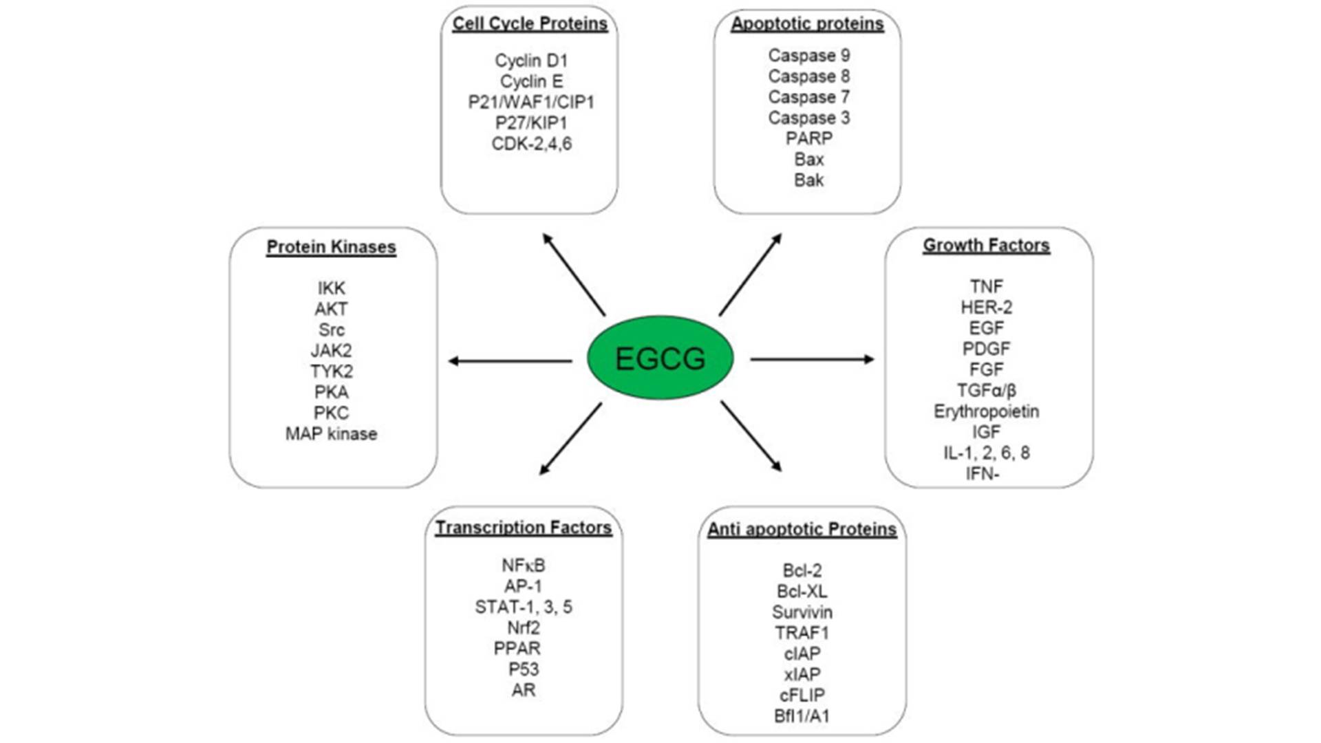 EGC Epigallocatechin2.jpg