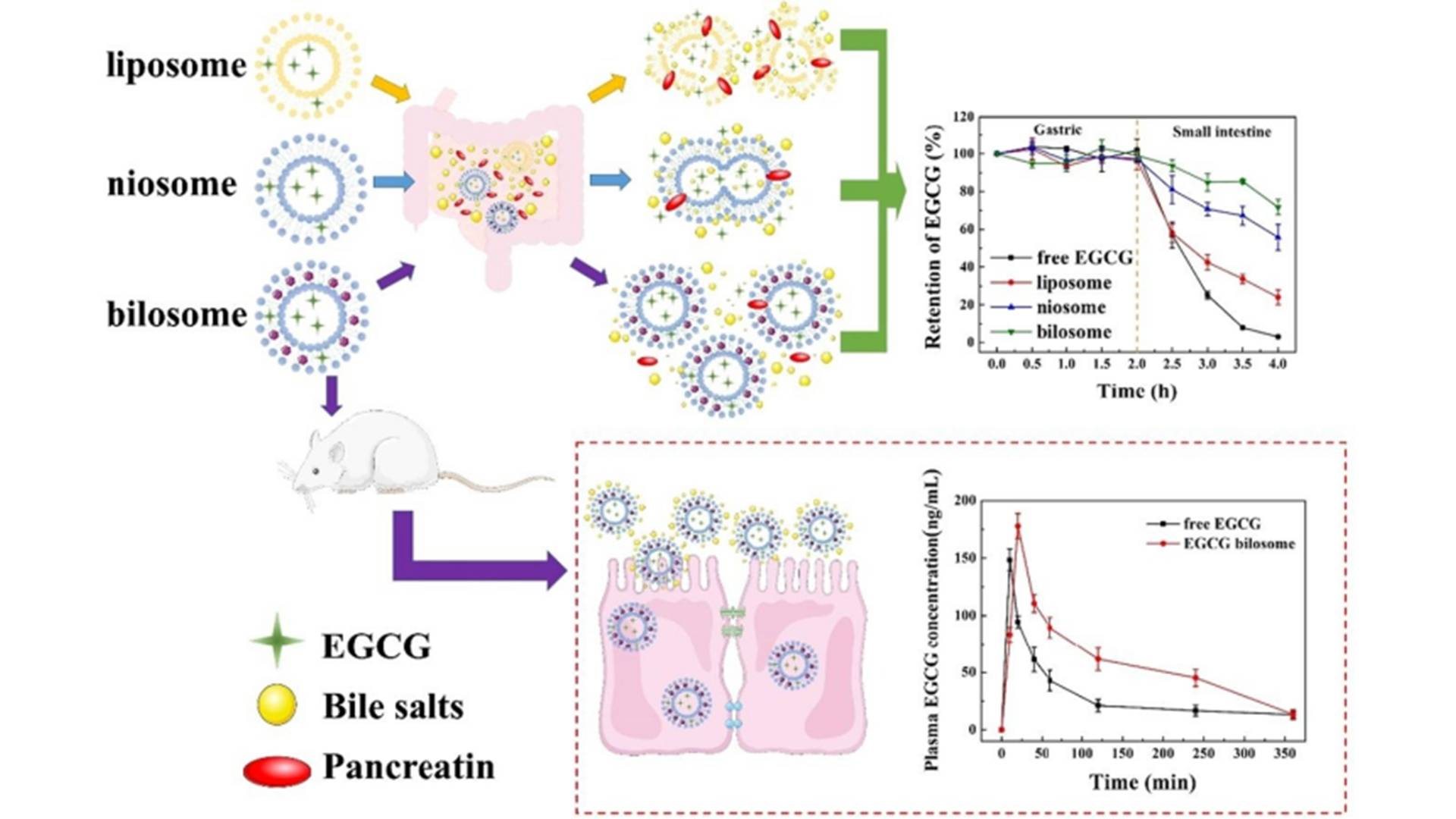 EGC Epigallocatechin5.jpg