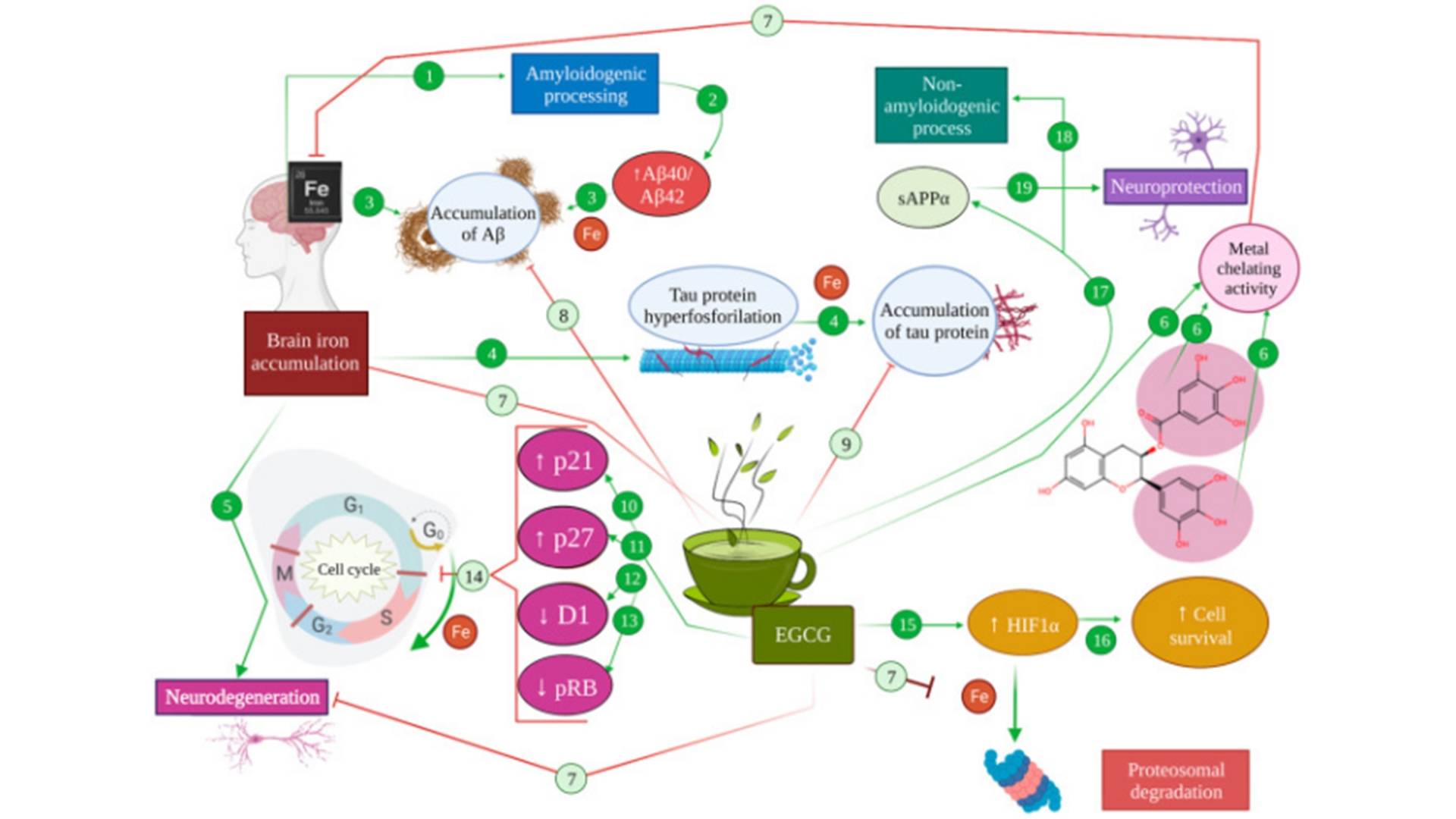 EGC Epigallocatechin3.jpg