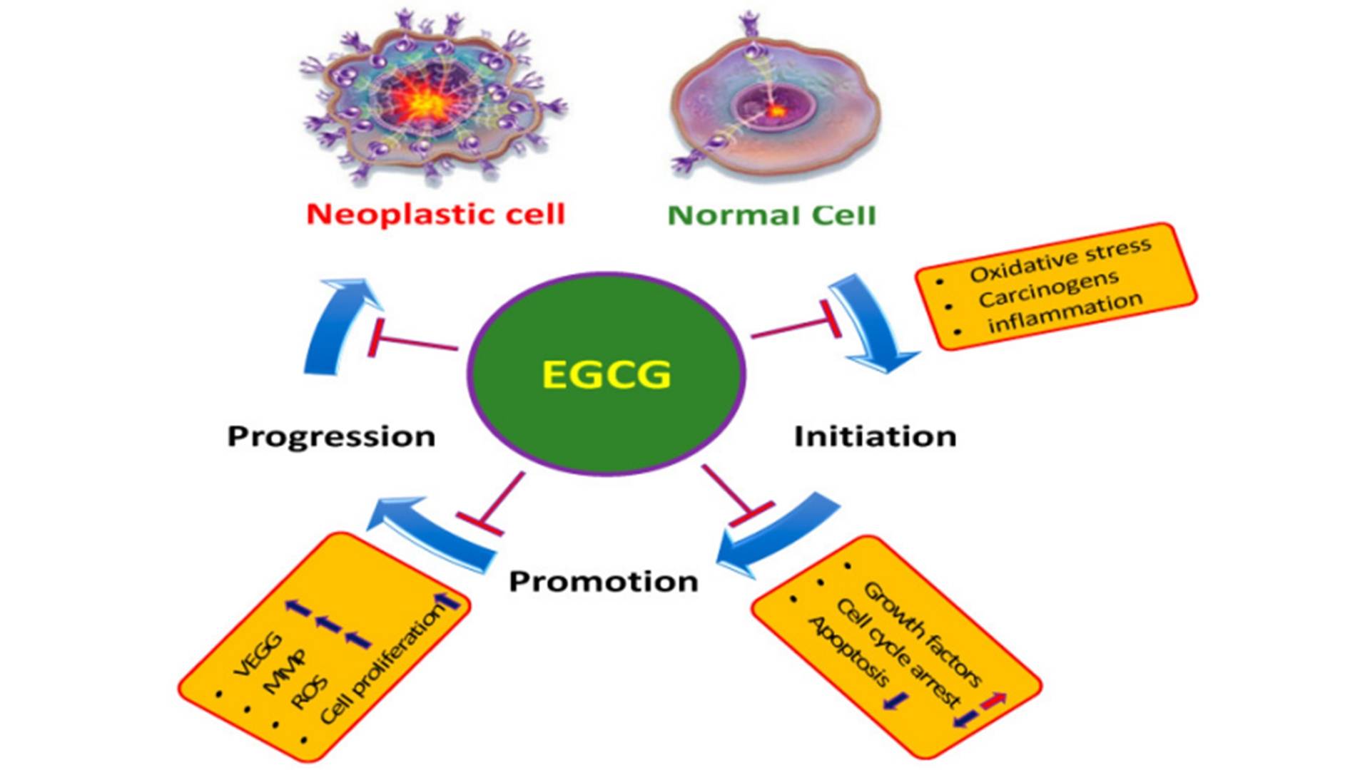 EGC Epigallocatechin4.jpg