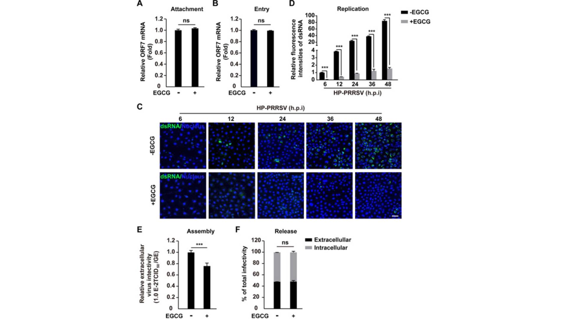 EGC Epigallocatechin6.jpg