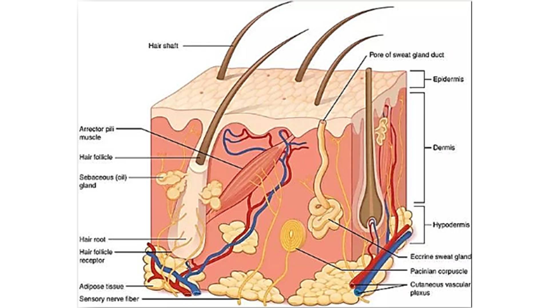 Acetyl Tetrapeptide-3,827306-88-7 acetyl tetrapeptide-3 hair growth peptide,high purity 99% acetyl tetrapeptide-3 cas 827306-88-7,factory price benefits peptide acetyl tetrapeptide-3......jpg